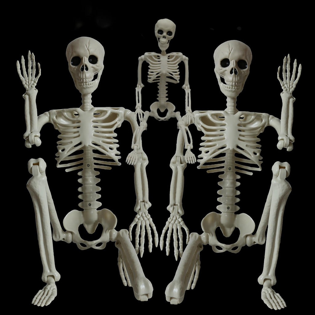 2Pcs 36" 1Pcs 16" Posable Plastic Skeleton D545857