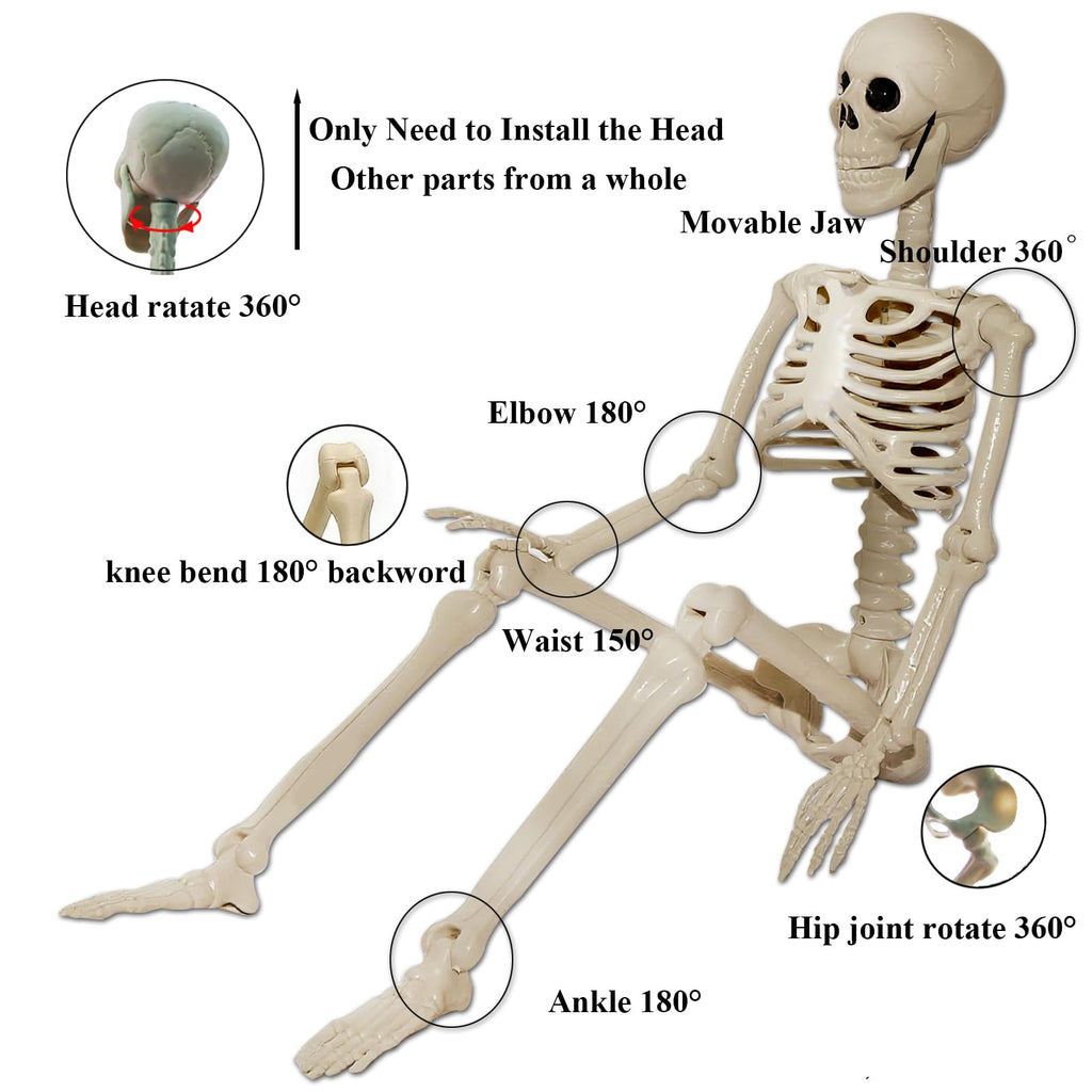 2Pcs 36" 1Pcs 16" Posable Plastic Skeleton D545857