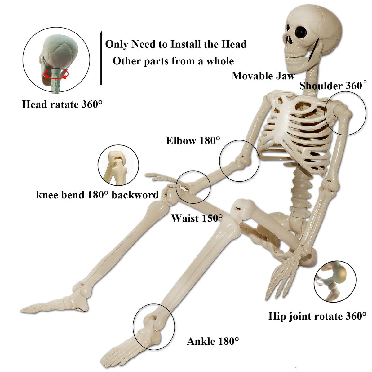 2Pcs 36" 1Pcs 16" Posable Plastic Skeleton D545857