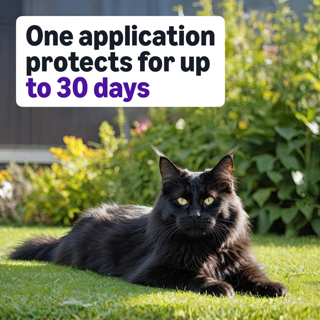 Topical Flea Treatment and Prevention for Large Cats, 6 Count R278793