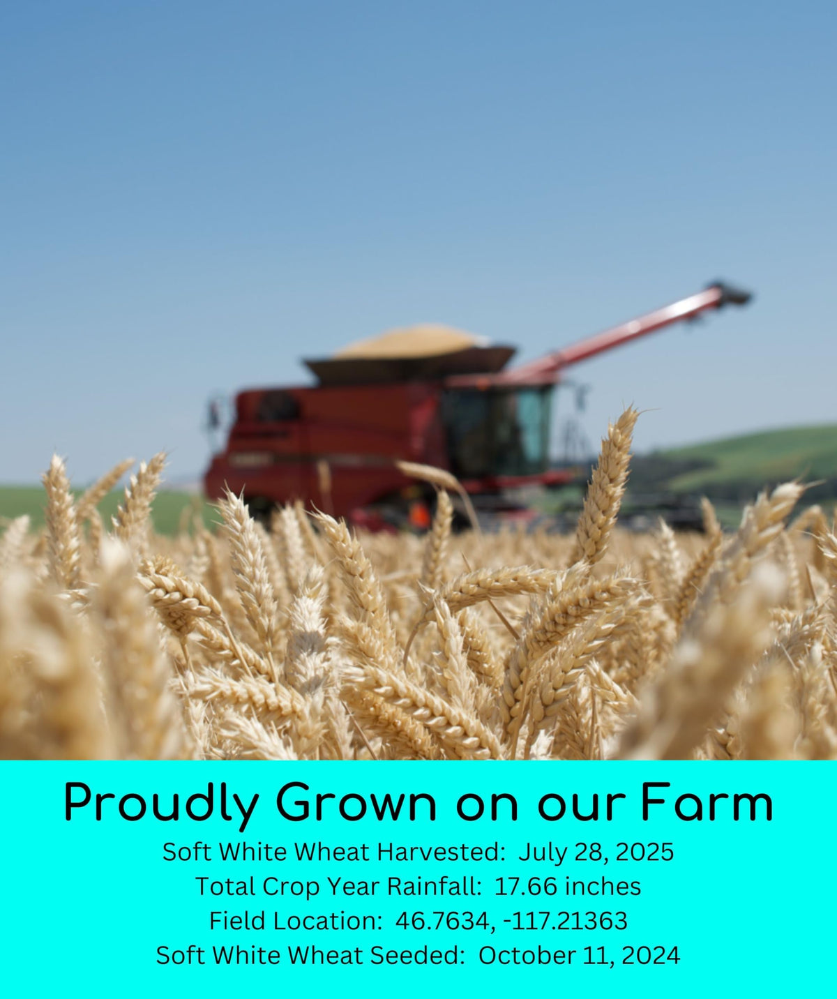 Hard Red Winter and Spring White Wheat Berries 100 LBS K10306