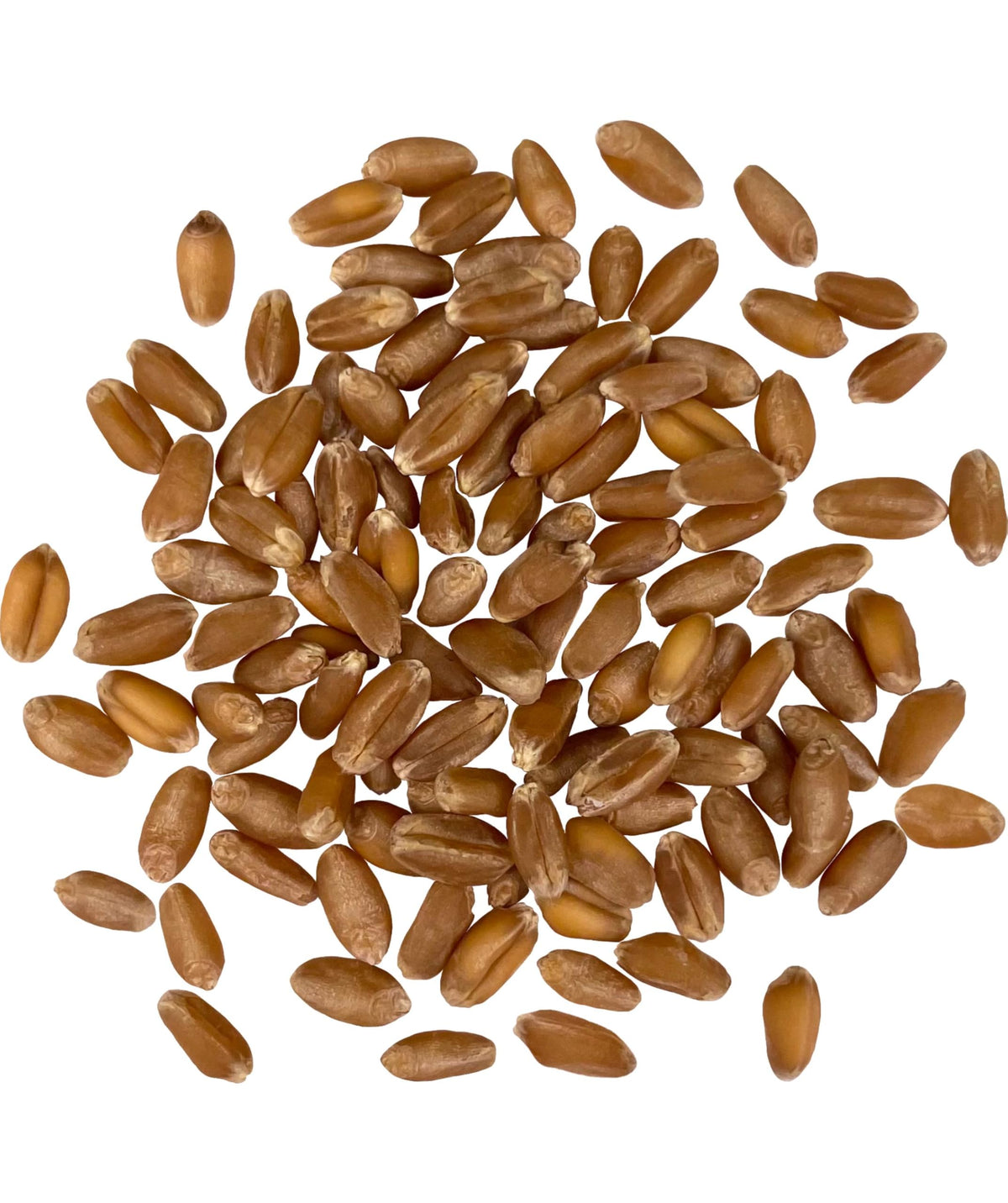 Hard Red Winter Wheat Berries 25 LBS Bucket L75322