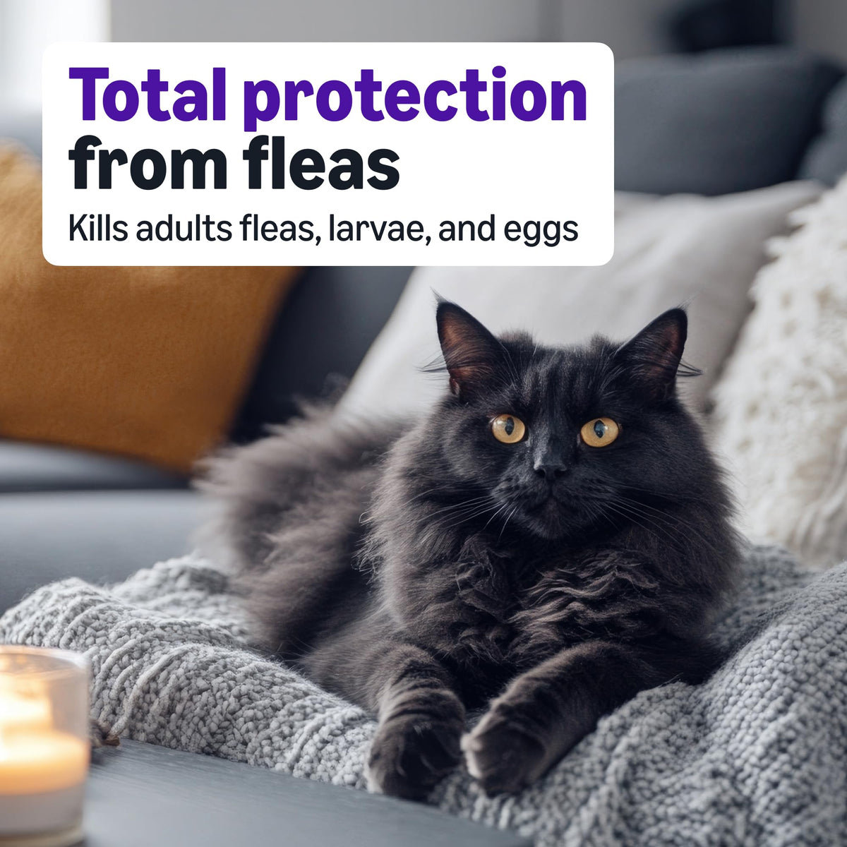 Topical Flea Treatment and Prevention for Large Cats, 6 Count R278793