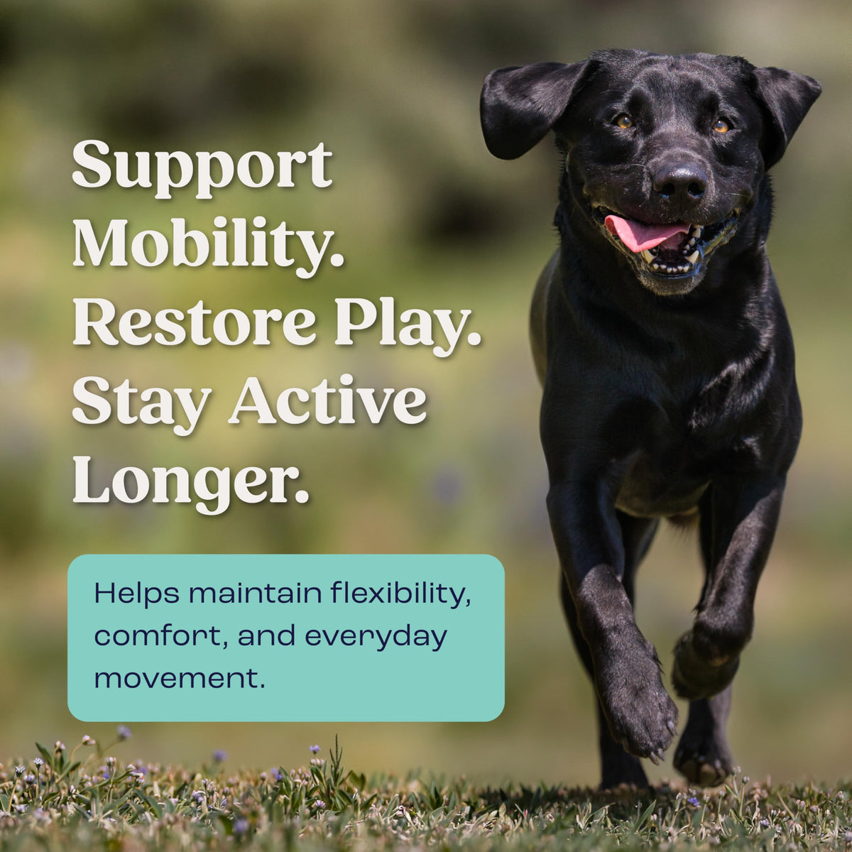 Liquid Joint and Mobility Supplement for Large Dogs W37500