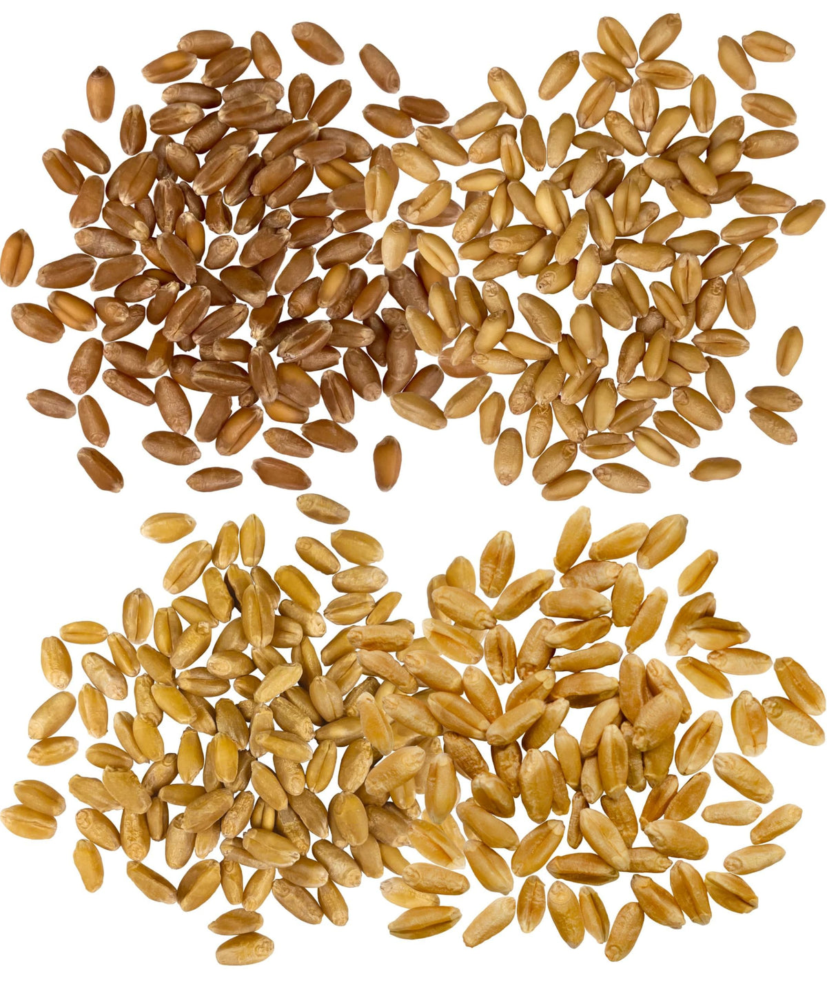Hard Red Winter and Spring White Wheat Berries 100 LBS K10306